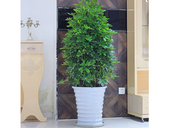 植物租擺，點(diǎn)亮綠色生活